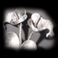 Lily Earrings