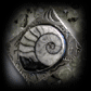 Ammonite Buckle - Front